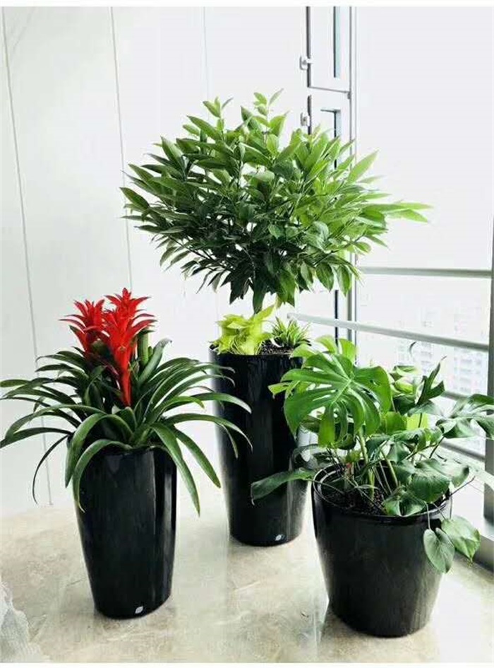 植物組合3